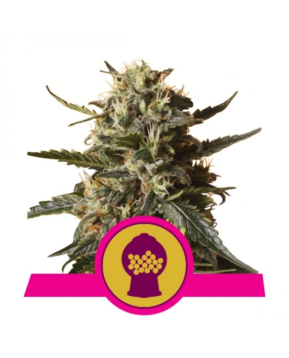 Bubblegum XL | Royal Queen Seeds