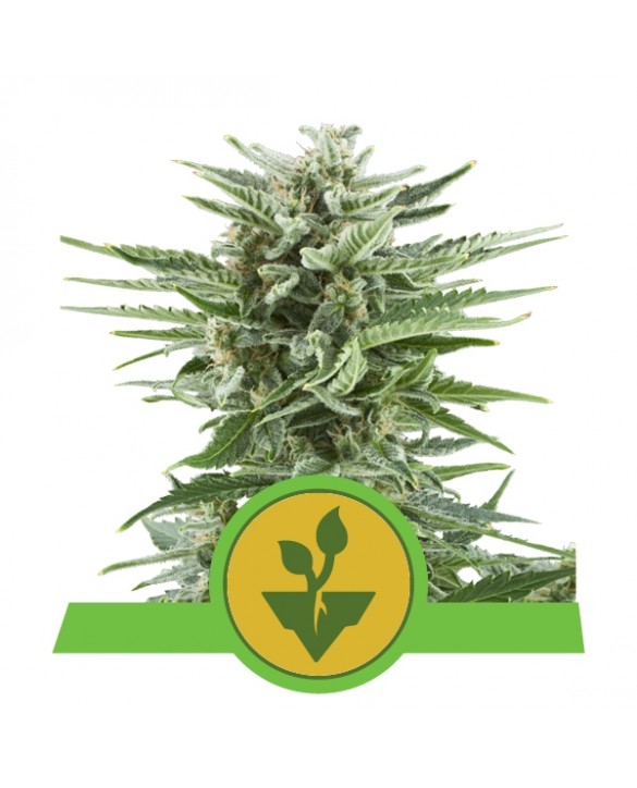 Easy Bud Auto | Royal Queen Seeds Easy Bud Auto | Royal Queen Seeds