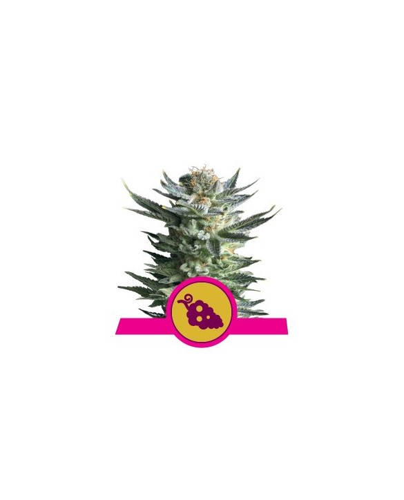 Fruit Spirit | Royal Queen Seeds Fruit Spirit | Royal Queen Seeds
