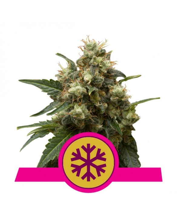 ICE | Royal Queen Seeds