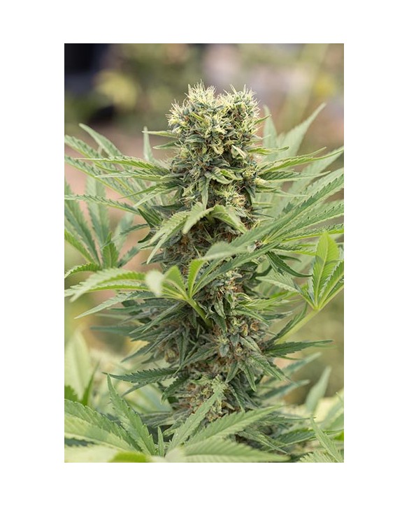 Humboldt Seeds Dedoverde Haze OG 3x Humboldt Seeds Dedoverde Haze OG 3x