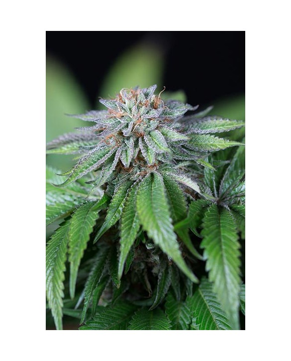 Humboldt Seeds Ewe-2 3x