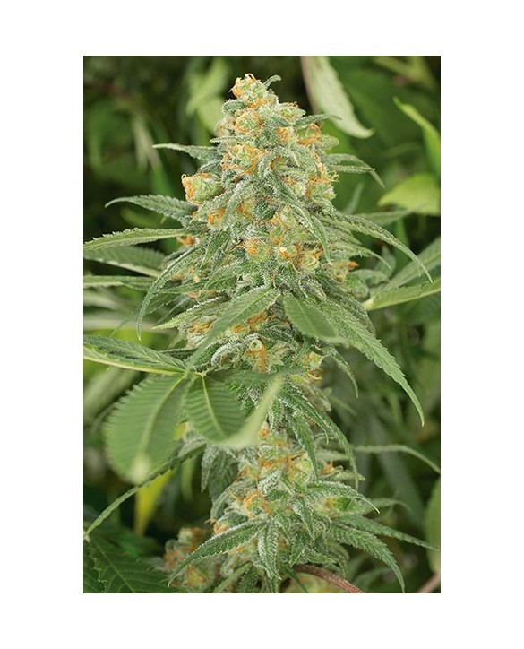 Humboldt Seeds Green Crack 3x Humboldt Seeds Green Crack 3x