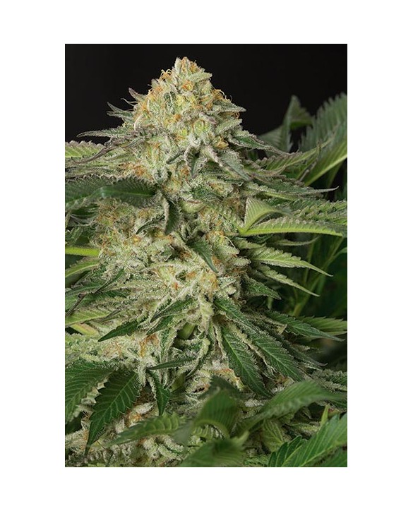Humboldt Seeds Lemon Garlic OG 3x Humboldt Seeds Lemon Garlic OG 3x