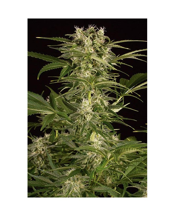 Humboldt Seeds Lemon Juice Express Auto 3x