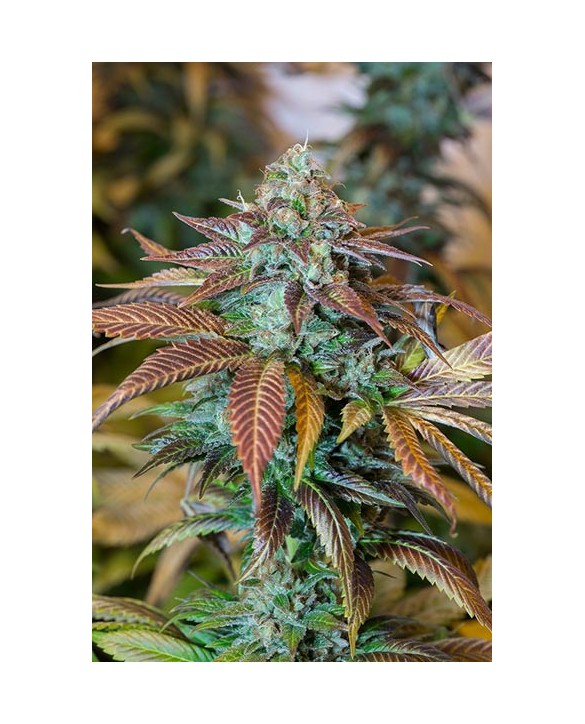 Humboldt Seeds Lemon Kush Headband 3x Humboldt Seeds Lemon Kush Headband 3x