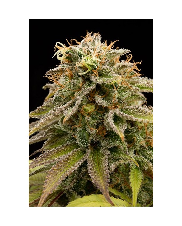 Humboldt Seeds Lemon Thai Kush 3x Humboldt Seeds Lemon Thai Kush 3x