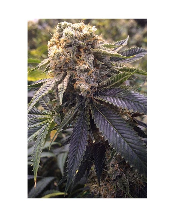 Humboldt Seeds Lost Coast Hash Plant 3x Humboldt Seeds Lost Coast Hash Plant 3x