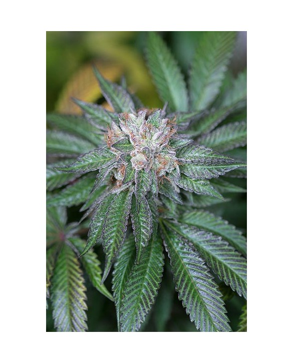 Humboldt Seeds Master Kush 3x Humboldt Seeds Master Kush 3x
