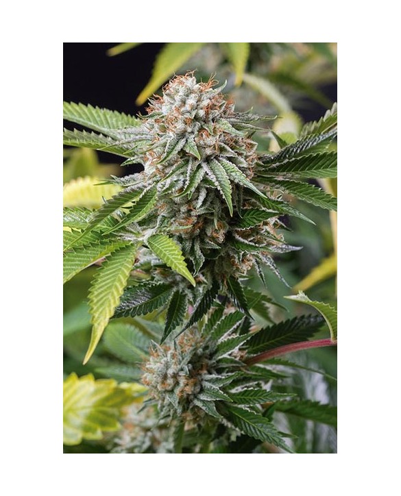 Humboldt Seeds Mango Sapphire 3x Humboldt Seeds Mango Sapphire 3x