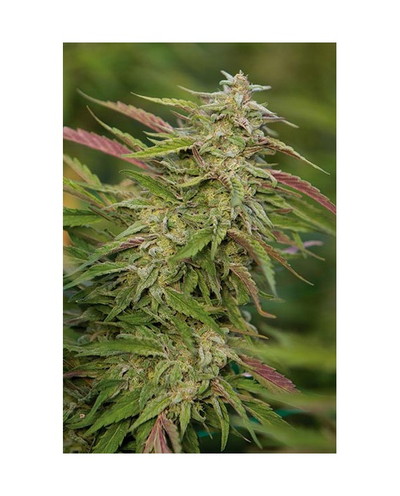 Humboldt Seeds Purple Trainwreck 3x