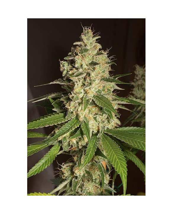 Humboldt Seeds Raspberry Diesel 3x
