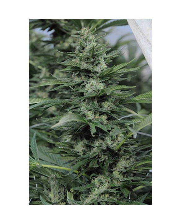 Humboldt Seeds Sour Diesel 2 3x Humboldt Seeds Sour Diesel 2 3x