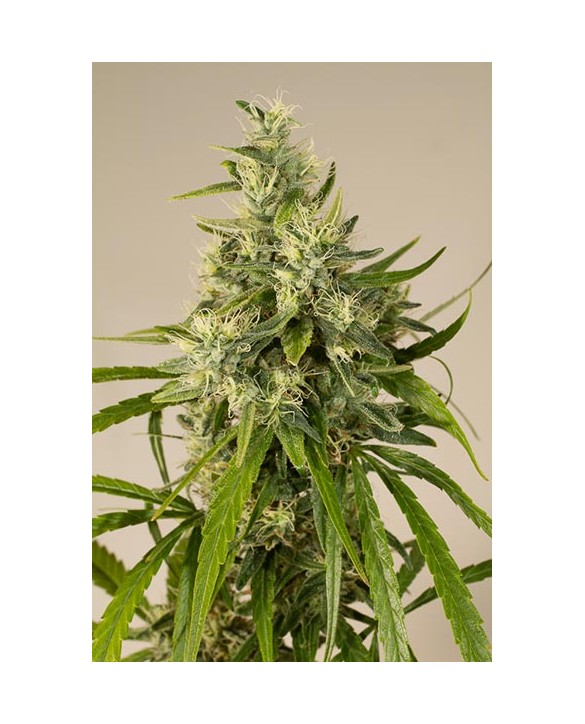 Humboldt Seeds Trainwreck 3x Humboldt Seeds Trainwreck 3x