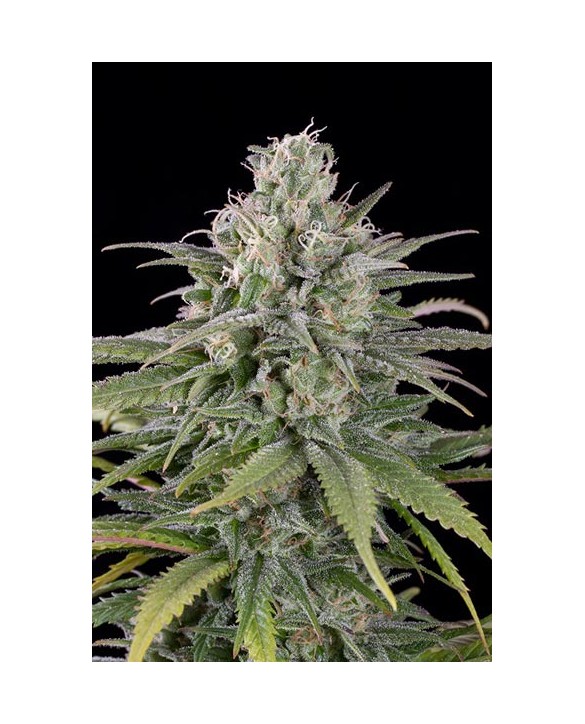 Humboldt Seeds UK Cheese Auto 3x Humboldt Seeds UK Cheese Auto 3x