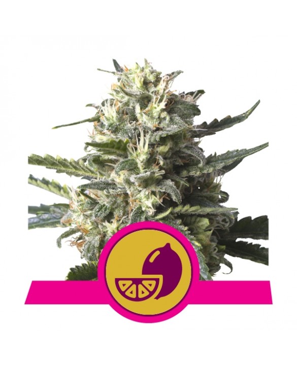 Lemon Shining Silver Haze | Royal Queen Seeds Lemon Shining Silver Haze | Royal Queen Seeds