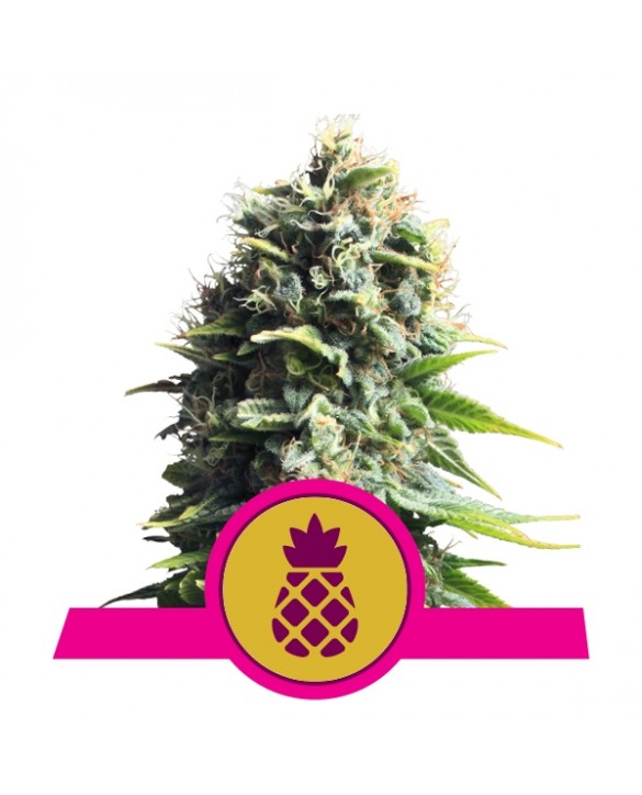 Pineapple Kush | Royal Queen Seeds