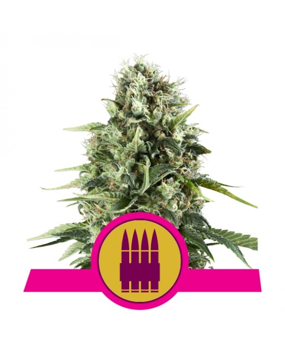 Royal AK | Royal Queen Seeds