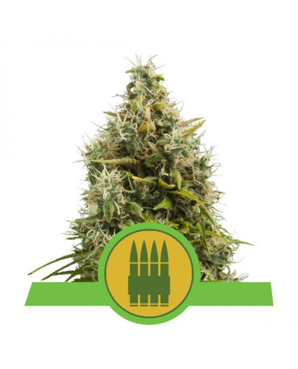 Royal AK Auto | Royal Queen Seeds Royal AK Auto | Royal Queen Seeds