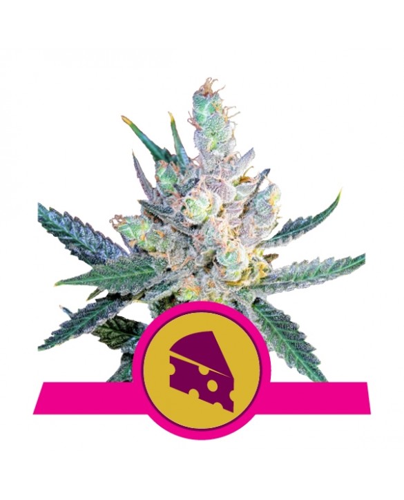 Royal Cheese - Fast Flowering | Royal Queen Seeds