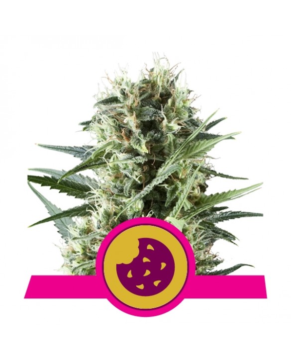 Royal Cookies | Royal Queen Seeds