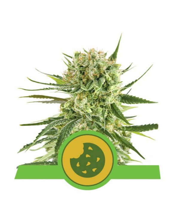 Royal Jack Auto | Royal Queen Seeds