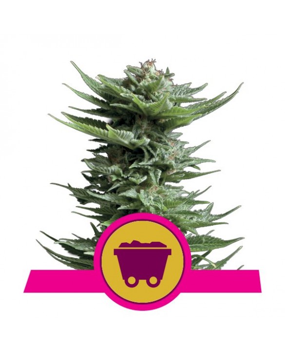 Shining Silver Haze | Royal Queen Seeds