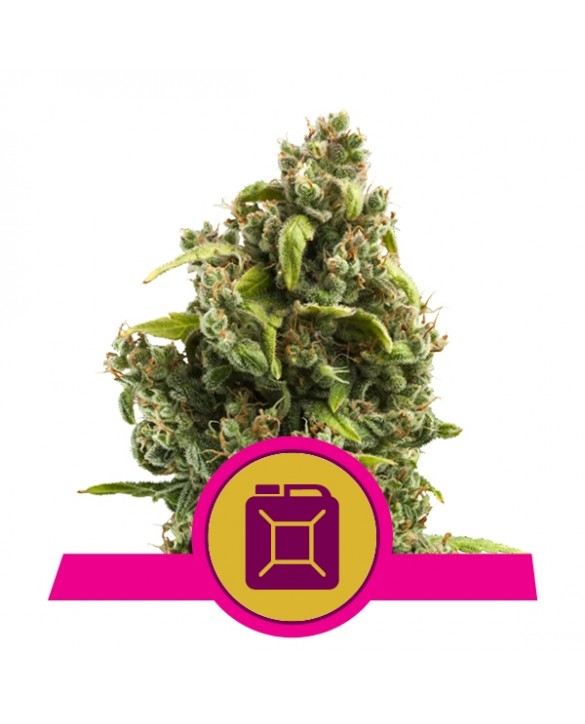 Sour Diesel | Royal Queen Seeds Sour Diesel | Royal Queen Seeds