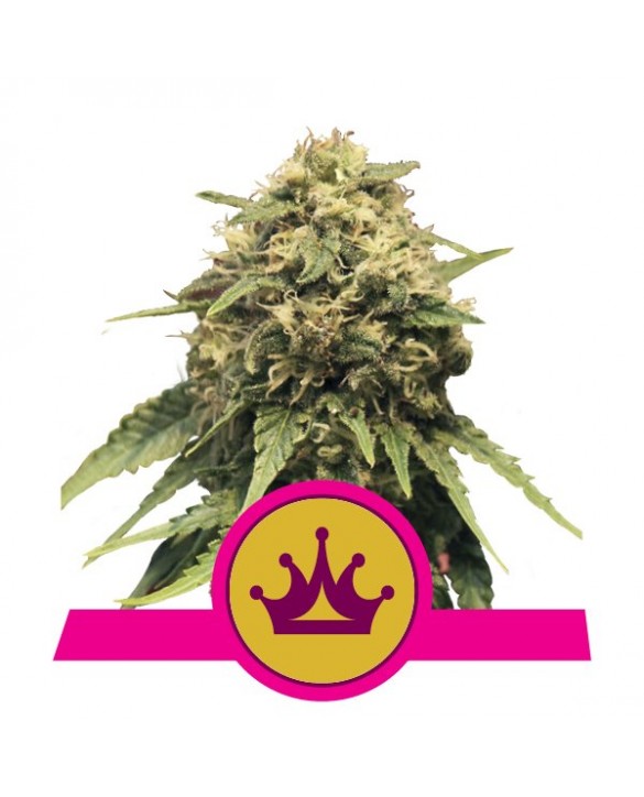 Special Queen 1 | Royal Queen Seeds Special Queen 1 | Royal Queen Seeds