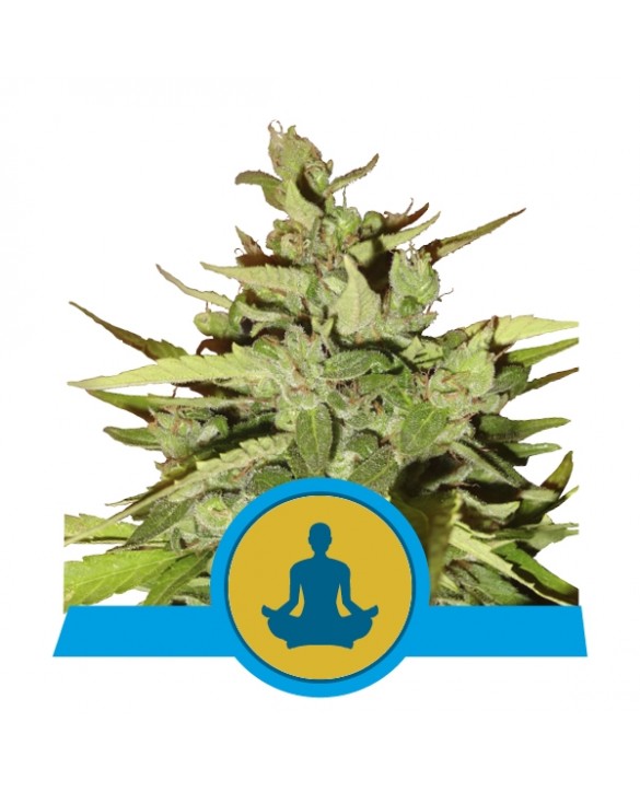 Stress Killer Auto CBD | Royal Queen Seeds