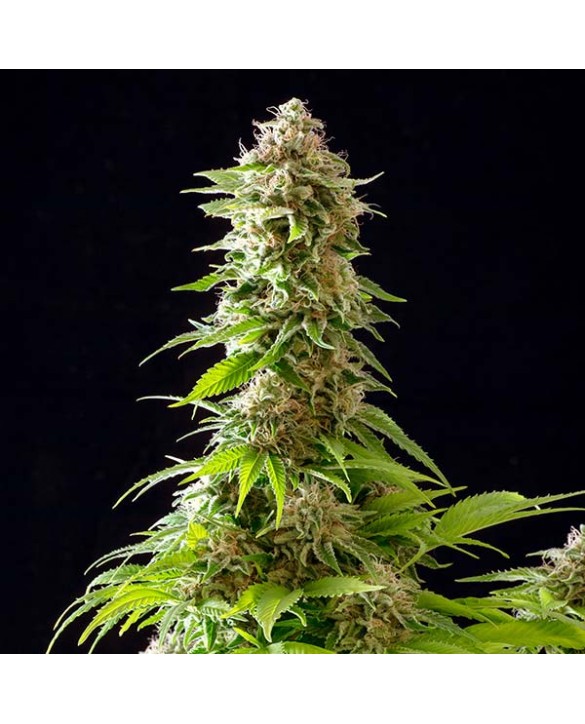 Cookies Haze | Kannabia Cookies Haze | Kannabia