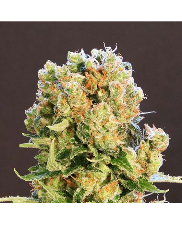 Diesel Glue | Kannabia Diesel Glue | Kannabia