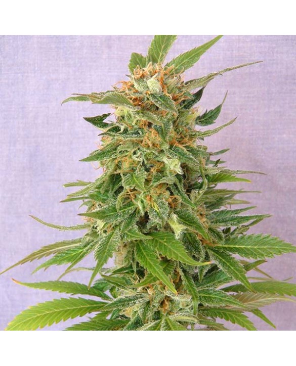 Ginger Punch Auto | Kannabia Ginger Punch Auto | Kannabia