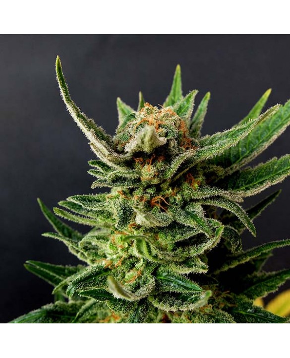 Gypsy Kush | Kannabia Gypsy Kush | Kannabia