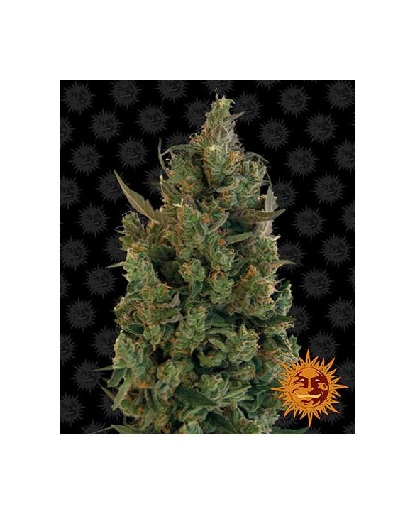 Blueberry Cheese | Barney’s Farm Blueberry Cheese | Barney’s Farm
