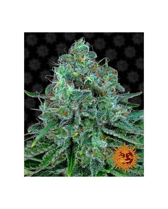 Critical Kush | Barney’s Farm Critical Kush | Barney’s Farm