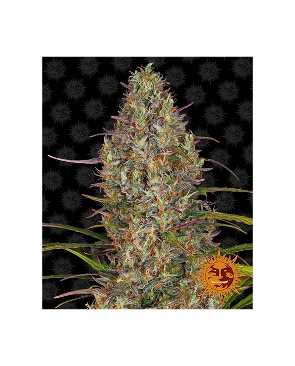 Glue Gelato Auto | Barney’s Farm Glue Gelato Auto | Barney’s Farm