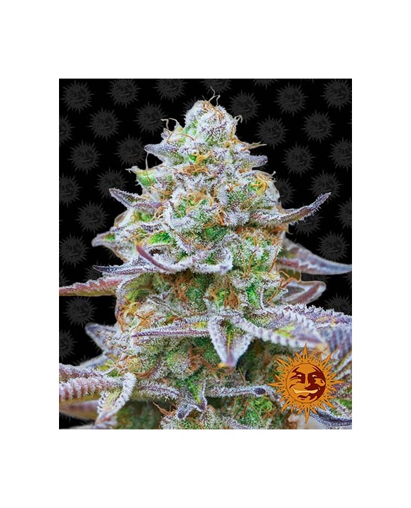 Gorilla Zkittlez | Barney’s Farm Gorilla Zkittlez | Barney’s Farm