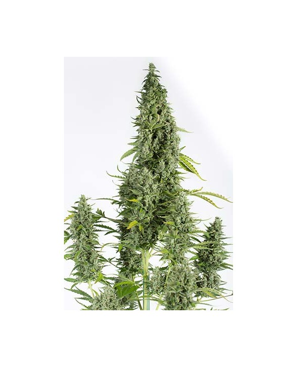 Dinafem Cheese Autoflowering