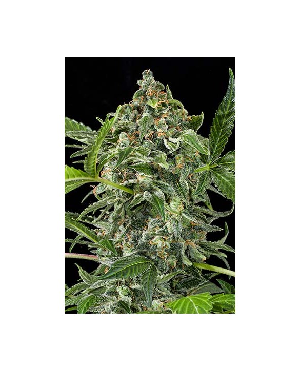 Dinafem White Cheese Autoflowering
