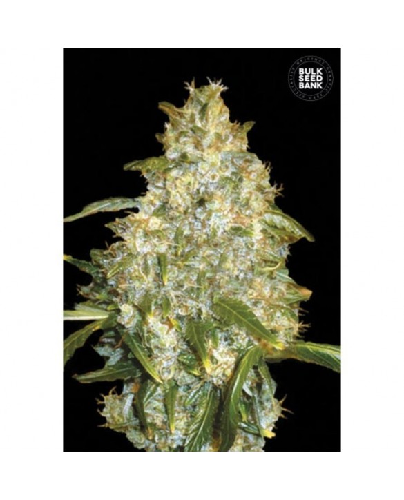 Auto Good Wild Shark | Bulk Seed Bank Auto Good Wild Shark | Bulk Seed Bank