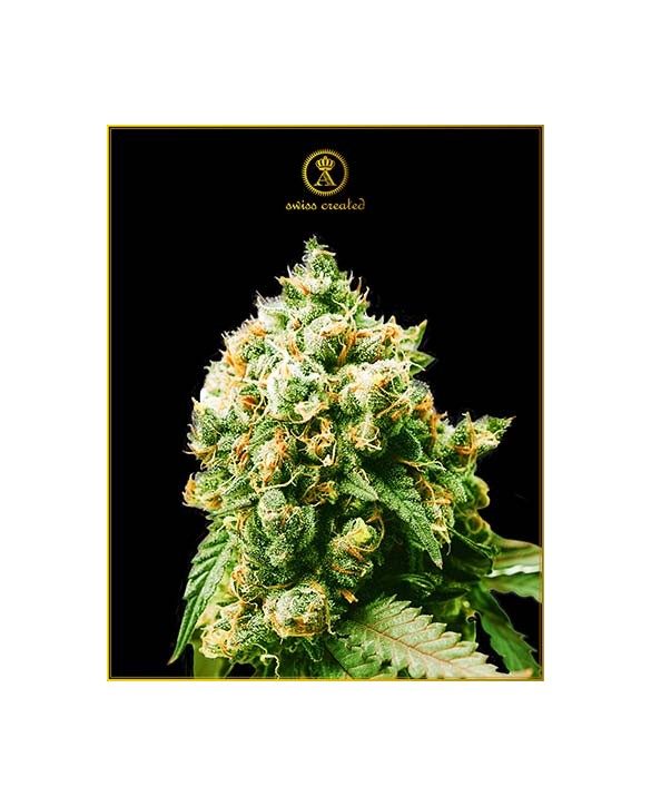 Anaconda | Anaconda Seeds Anaconda | Anaconda Seeds
