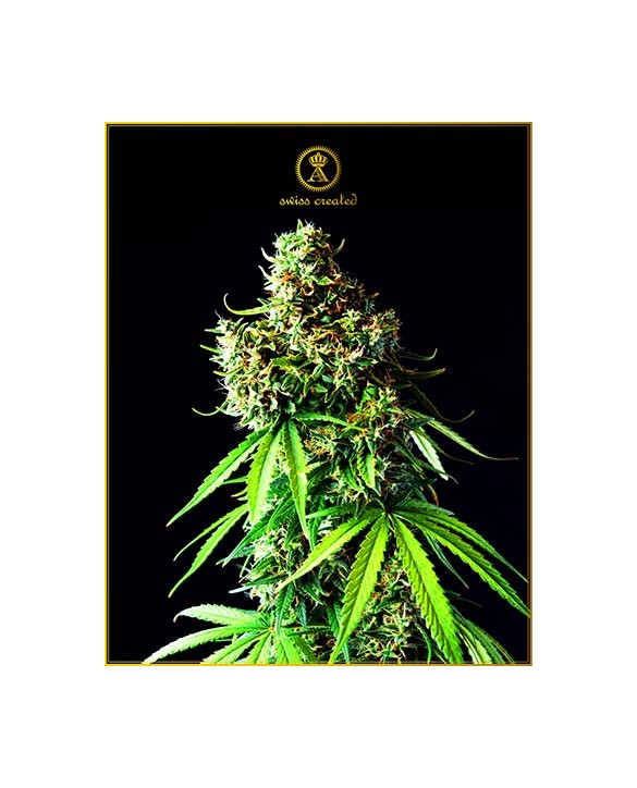 Big Bubble | Anaconda Seeds Big Bubble | Anaconda Seeds