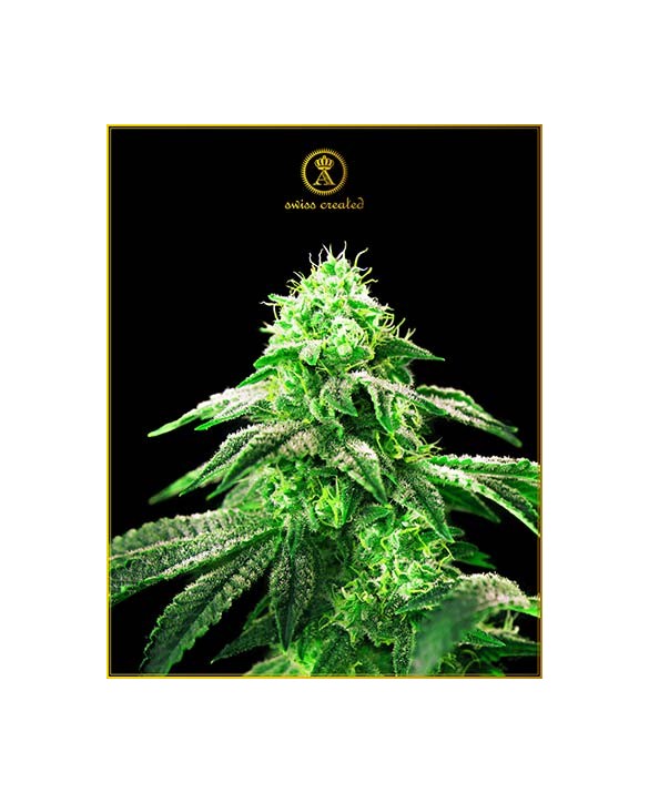 Hypnotic | Anaconda Seeds Hypnotic | Anaconda Seeds