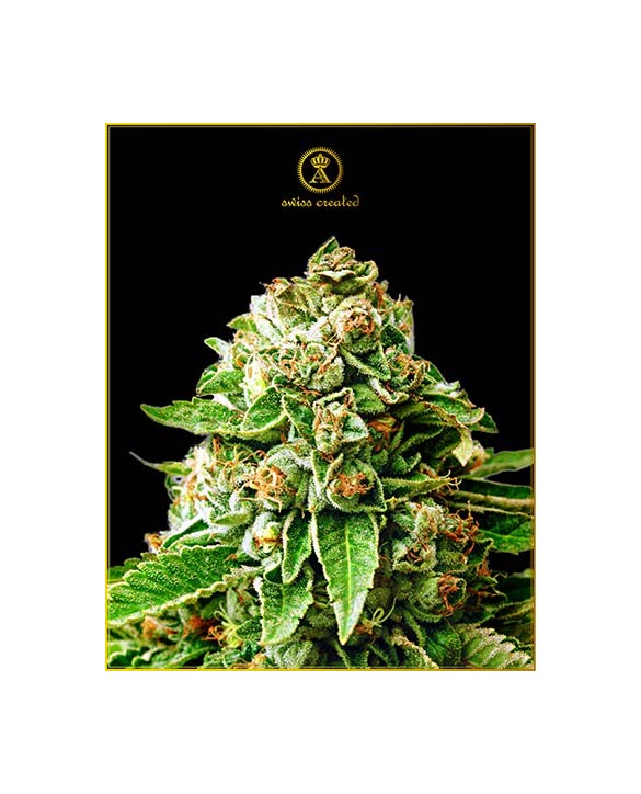 OG Kush | Anaconda Seeds OG Kush | Anaconda Seeds