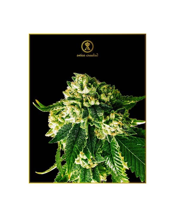 Russian Gold | Anaconda Seeds Russian Gold | Anaconda Seeds