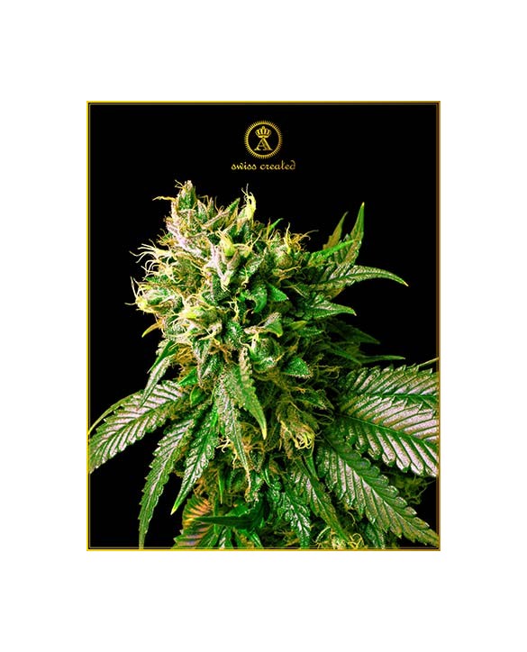 Strong Skunk | Anaconda Seeds Strong Skunk | Anaconda Seeds