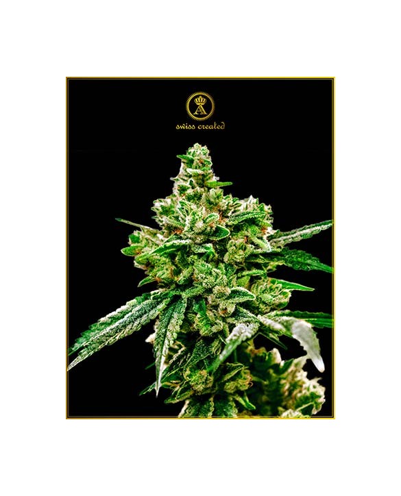 White Widow | Anaconda Seeds White Widow | Anaconda Seeds