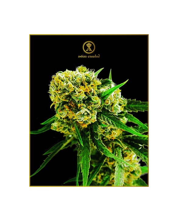 Amnesia Haze Auto | Anaconda Seeds Amnesia Haze Auto | Anaconda Seeds
