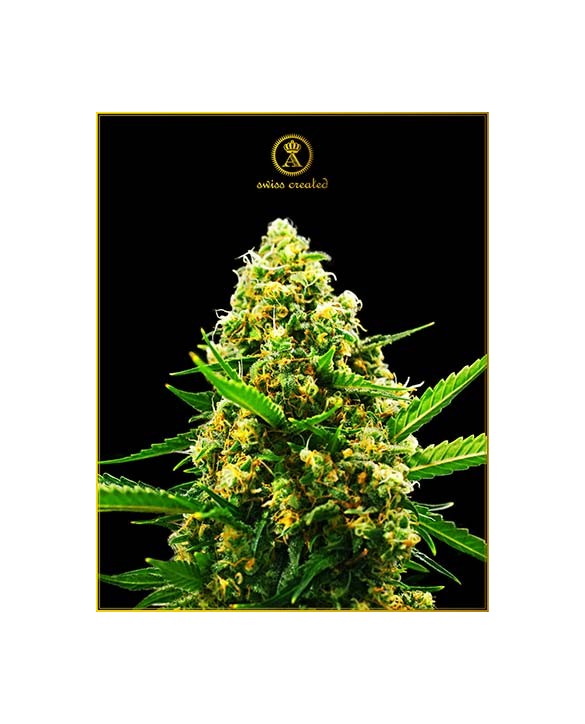 Hypnotic Auto | Anaconda Seeds